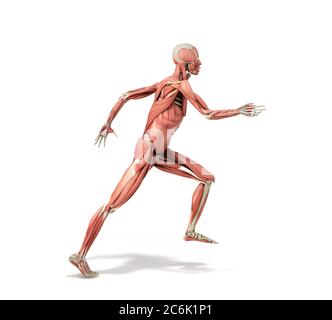 Medizinisch genaue Darstellung eines menschlichen Muskelsystems Run Pose 3d auf weiß gerendert Stockfoto