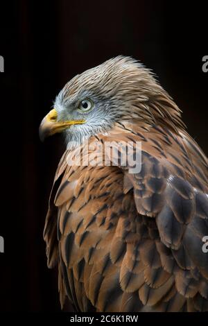 Detaillierte Seitenansicht Nahaufnahme eines isolierten roten Drachenvogels (Milvus milvus), vor schwarzem Hintergrund. Stockfoto