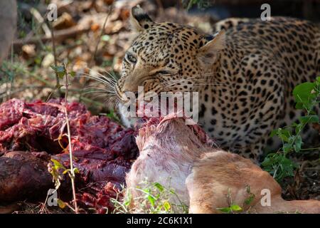 Leopard (Panthera pardus), der in der Region des Khwai-Flusses im Norden Botswanas, Afrika, seine Beute frisst. Stockfoto