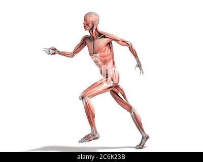 Medizinisch genaue Darstellung eines menschlichen Muskelsystems Run Pose 3d auf weiß gerendert Stockfoto