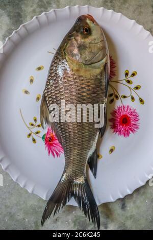 Indischer köstlicher Fisch katla, vertikale Ansicht von oben Stockfoto