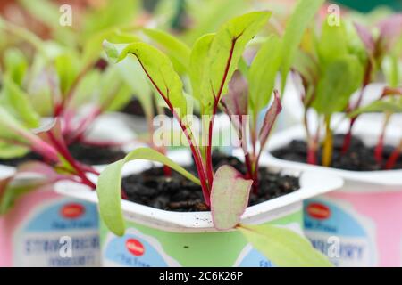 Rote Beete-Sämlinge. Beta vulgaris „Rainbow Mixed“-Beetroot-Sämlinge in recycelten Joghurtköpfen. VEREINIGTES KÖNIGREICH Stockfoto