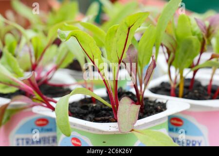 Rote Beete-Sämlinge. Beta vulgaris „Rainbow Mixed“-Beetroot-Sämlinge in recycelten Joghurtköpfen. VEREINIGTES KÖNIGREICH Stockfoto