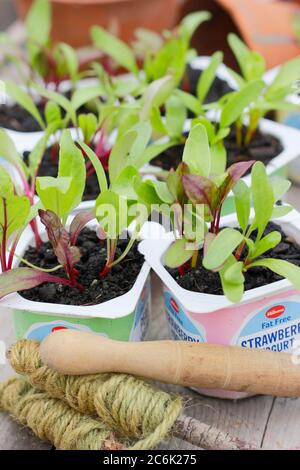 Rote Beete-Sämlinge. Beta vulgaris „Rainbow Mixed“-Beetroot-Sämlinge in recycelten Joghurtköpfen. VEREINIGTES KÖNIGREICH Stockfoto