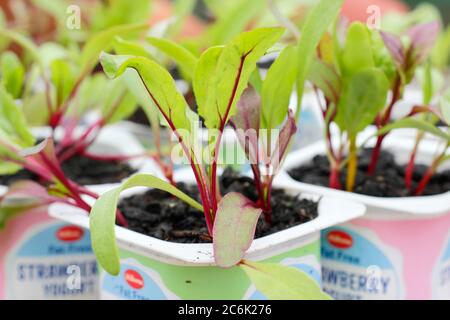 Rote Beete-Sämlinge. Beta vulgaris „Rainbow Mixed“-Beetroot-Sämlinge in recycelten Joghurtköpfen. VEREINIGTES KÖNIGREICH Stockfoto