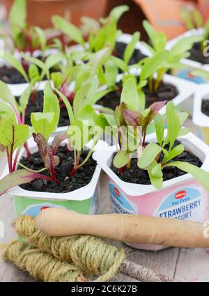 Rote Beete-Sämlinge. Beta vulgaris „Rainbow Mixed“-Beetroot-Sämlinge in recycelten Joghurtköpfen. VEREINIGTES KÖNIGREICH Stockfoto