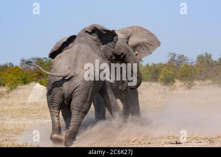 Zwei afrikanische Bullenelefanten kämpfen in der Savuti-Region im Norden Botswanas. (Loxodonta africana) Stockfoto