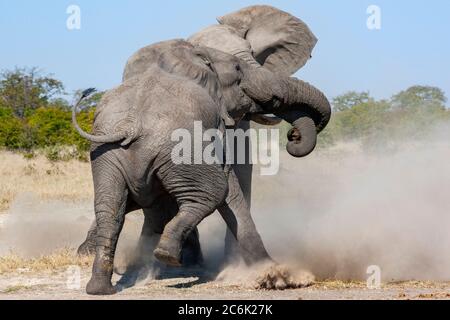 Zwei afrikanische Bullenelefanten kämpfen in der Savuti-Region im Norden Botswanas. (Loxodonta africana) Stockfoto