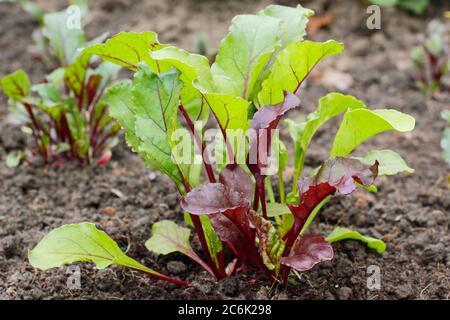 Beta vulgaris 'Rainbow Mixed'. Junge Rote Beete Pflanzen wachsen in einem Gemüsegarten im Sommer. Boltardy, Chioggia, Bull's Blood Varietäten. Stockfoto