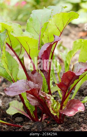 Beta vulgaris 'Rainbow Mixed'. Junge Rote Beete Pflanzen wachsen in einem Gemüsegarten im Sommer. Boltardy, Chioggia, Bull's Blood Varietäten. Stockfoto