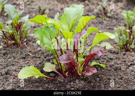 Beta vulgaris 'Rainbow Mixed'. Junge Rote Beete Pflanzen wachsen in einem Gemüsegarten im Sommer. Boltardy, Chioggia, Bull's Blood Varietäten. Stockfoto