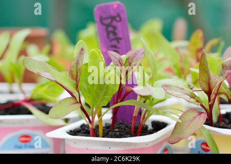 Rote Beete-Sämlinge. Beta vulgaris „Rainbow Mixed“-Beetroot-Sämlinge in recycelten Joghurtköpfen. VEREINIGTES KÖNIGREICH Stockfoto