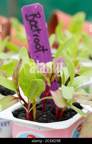 Rote Beete-Sämlinge. Beta vulgaris „Rainbow Mixed“-Beetroot-Sämlinge in recycelten Joghurtköpfen. VEREINIGTES KÖNIGREICH Stockfoto