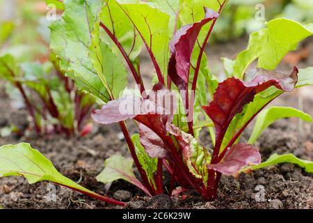 Beta vulgaris 'Rainbow Mixed'. Junge Rote Beete Pflanzen wachsen in einem Gemüsegarten im Sommer. Boltardy, Chioggia, Bull's Blood Varietäten. Stockfoto