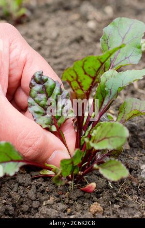 Beta vulgaris 'Regenbogen gemischt'. Die Blätter junger Rote Beete für den Salat pflücken Stockfoto