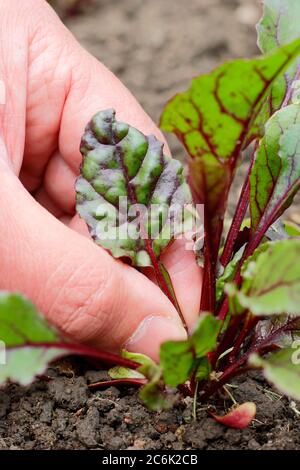 Beta vulgaris 'Regenbogen gemischt'. Die Blätter junger Rote Beete für den Salat pflücken Stockfoto