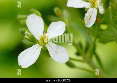 Raphanus sativus 'French Breakfast'. Blütenköpfe von geschraubten Rettichpflanzen im Sommer. GROSSBRITANNIEN Stockfoto