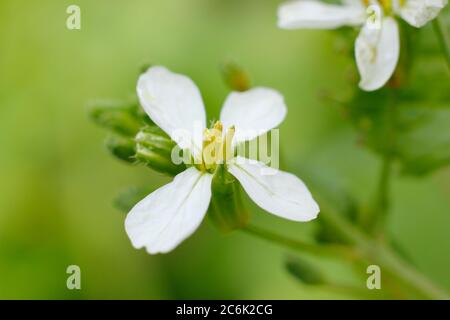 Raphanus sativus 'French Breakfast'. Blütenköpfe von geschraubten Rettichpflanzen im Sommer. GROSSBRITANNIEN Stockfoto