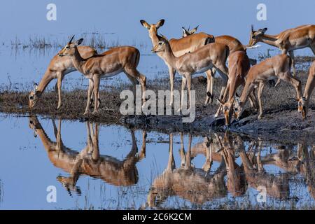 Gruppe von Impala Antilopen (Aepyceros melampus) trinken am Flussufer des Chobe River im Chobe National Park im Norden Botswanas, Afrika. Stockfoto