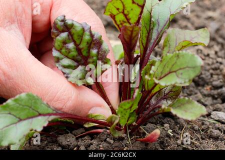 Beta vulgaris 'Regenbogen gemischt'. Die Blätter junger Rote Beete für den Salat pflücken Stockfoto