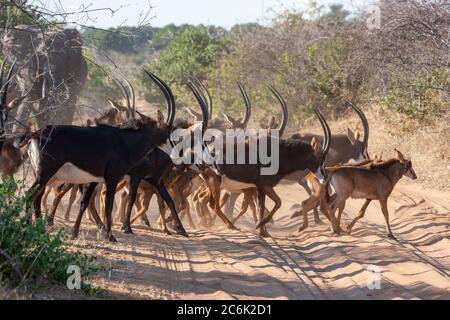 Herde von Sable Antelope (Hippotragus niger), die eine Spur im Chobe National Park im Norden Botswanas, Afrika überquert. Stockfoto