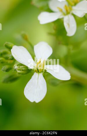 Raphanus sativus 'French Breakfast'. Blütenköpfe von geschraubten Rettichpflanzen im Sommer. GROSSBRITANNIEN Stockfoto