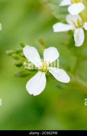 Raphanus sativus 'French Breakfast'. Blütenköpfe von geschraubten Rettichpflanzen im Sommer. GROSSBRITANNIEN Stockfoto