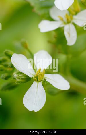 Raphanus sativus 'French Breakfast'. Blütenköpfe von geschraubten Rettichpflanzen im Sommer. GROSSBRITANNIEN Stockfoto