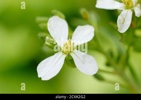 Raphanus sativus 'French Breakfast'. Blütenköpfe von geschraubten Rettichpflanzen im Sommer. GROSSBRITANNIEN Stockfoto