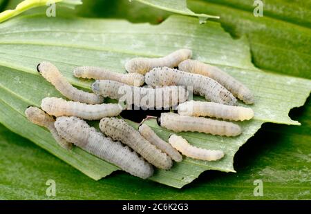 Phymatocera aterrima. Cluster von Solomon's Seal Sägeflügellarven, die sich auf der Wirtspflanze in einem englischen Garten ernähren. Stockfoto