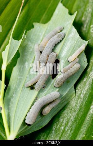 Phymatocera aterrima. Cluster von Solomon's Seal Sägeflügellarven, die sich auf der Wirtspflanze in einem englischen Garten ernähren. Stockfoto