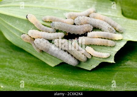 Phymatocera aterrima. Cluster von Solomon's Seal Sägeflügellarven, die sich auf der Wirtspflanze in einem englischen Garten ernähren. Stockfoto