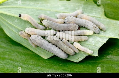 Phymatocera aterrima. Cluster von Solomon's Seal Sägeflügellarven, die sich auf der Wirtspflanze in einem englischen Garten ernähren. Stockfoto