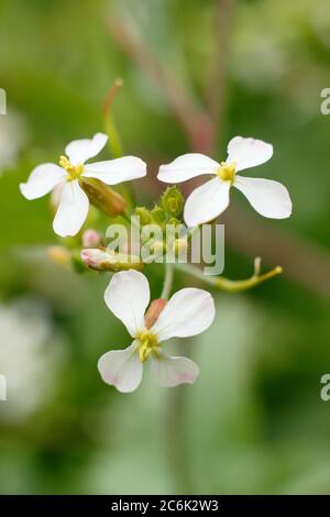 Raphanus sativus 'French Breakfast'. Blütenköpfe von geschraubten Rettichpflanzen im Sommer. GROSSBRITANNIEN Stockfoto