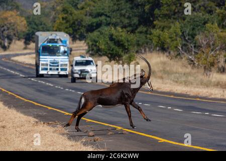 Sable Antelope (Hippotragus niger) überquert eine Straße im Chobe National Park im Norden Botswanas, Afrika. Stockfoto