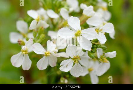 Raphanus sativus 'French Breakfast'. Blütenköpfe von geschraubten Rettichpflanzen im Sommer. GROSSBRITANNIEN Stockfoto