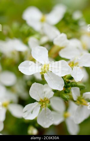 Raphanus sativus 'French Breakfast'. Blütenköpfe von geschraubten Rettichpflanzen im Sommer. GROSSBRITANNIEN Stockfoto