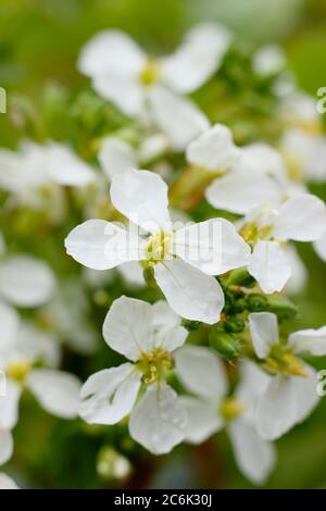 Raphanus sativus 'French Breakfast'. Blütenköpfe von geschraubten Rettichpflanzen im Sommer. GROSSBRITANNIEN Stockfoto