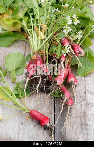 Raphanus sativus 'French Breakfast'. Blütenköpfe und große, holzige Wurzeln von verschraubten Rettichpflanzen für die Kompostierung. GROSSBRITANNIEN Stockfoto