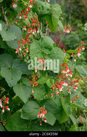 Rot eine weiße Blüte von Läuferbohnen, die im Juli auf der Zuteilung zu sehen war. Stockfoto