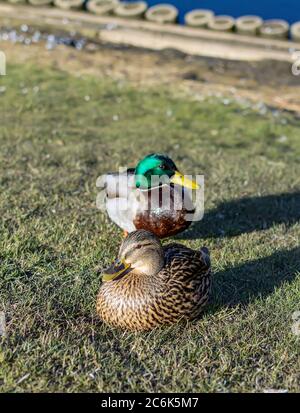 Weibliche (vorne) und männliche (hinten) Stockenten sitzen auf dem Land auf Gras Stockfoto