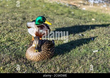 Weibliche (vorne) und männliche (hinten) Stockenten sitzen auf dem Land auf Gras Stockfoto