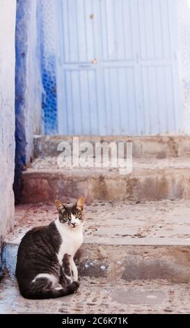 Katze in der Medina von Chefchaouen Marokko Stockfoto