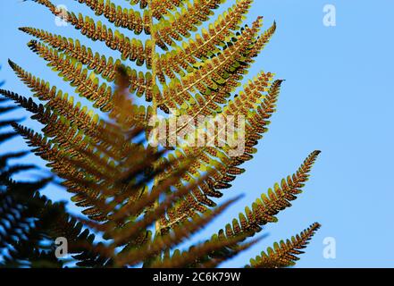 Niedrige Winkelansicht auf isolierten geteilten Blattschirmen von Adlerfarn bracken (Pteridium aquilinum) gegen blauen Himmel in der Abendsonne - Deutschland Stockfoto