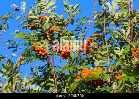 Niedrige Ansicht auf Krone von Berg-Esche Baum (sorbus aucuparia) mit rot orange Pome Früchte und grüne Blätter gegen blauen Himmel - Deutschland Stockfoto