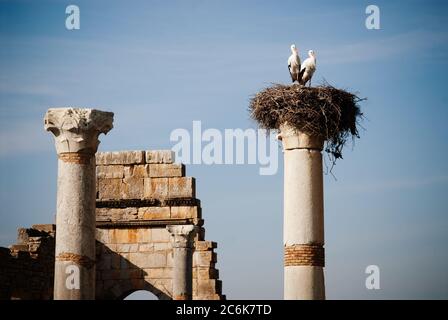 Störche nisteten auf einer der Säulen in den antiken römischen Ruinen an einer archäologischen Stätte, Volubilis, Marokko Stockfoto