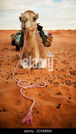 Kamel in der Sahara, Marokko Stockfoto
