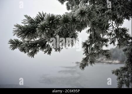 Nahaufnahme von Fichtenzweigen an einem nebligen Tag. Küstenlandschaft im Hintergrund kaum sichtbar. Horizontale Aufnahme mit Kopierplatz unten links. Stockfoto