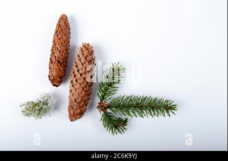 Zwei Fichtenzapfen, Fichtenzweig und kleines Flechtenstück. Horizontale Aufnahme aus einem hohen Winkel auf weißer Oberfläche. Platz im oberen rechten Teil des Fotos kopieren. Stockfoto