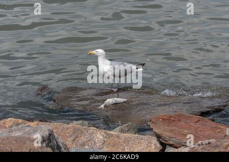 Eine Heringmöwe thront auf einem Felsen mit einem toten Fisch vor ihm am Ufer des Husdson River Stockfoto